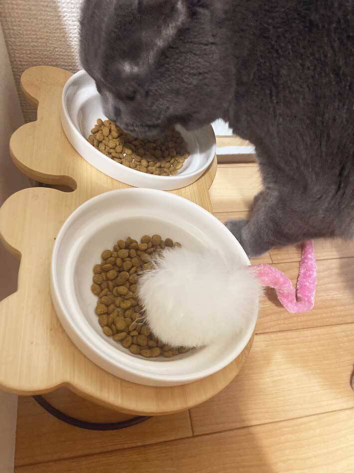 飼い主「どうしてなの」　ご飯を食べる愛猫の、隣にあるのは…