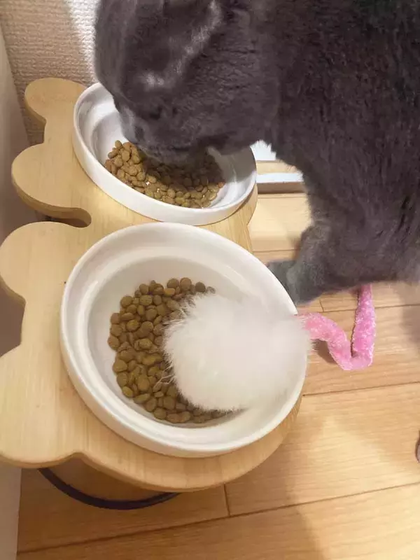 「飼い主「どうしてなの」　ご飯を食べる愛猫の、隣にあるのは…」の画像