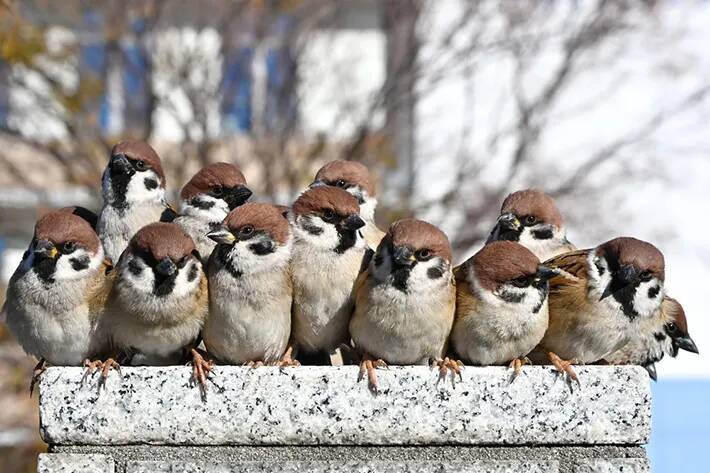 塀の上になぜか集まっていたのは…　１枚に「かわいい」「卒業アルバムみたい」