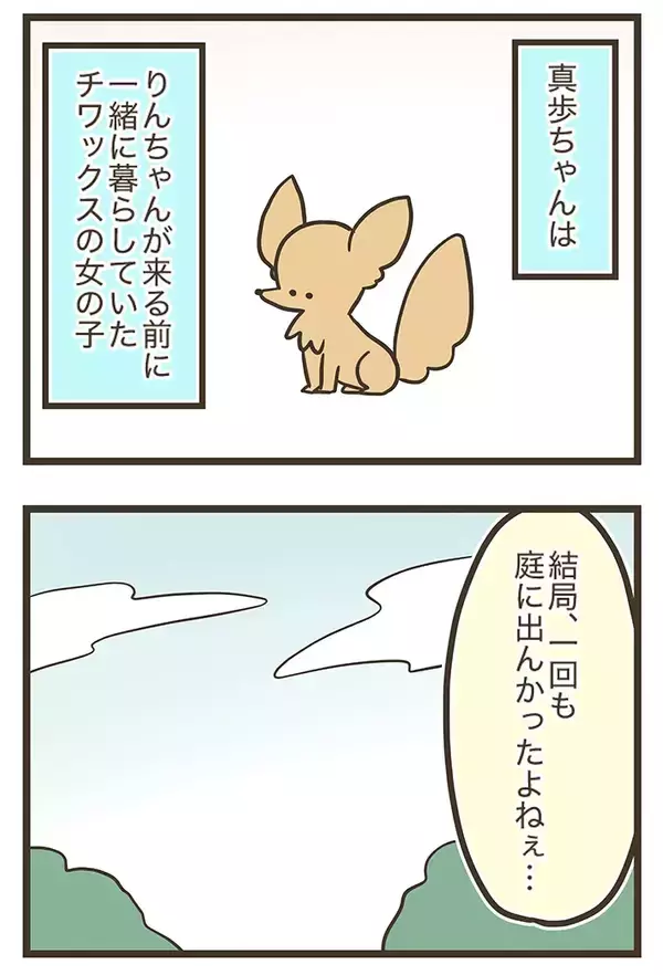 「庭で楽しそうに遊ぶチワワ、実はその庭は…　漫画で描く『家族』の物語に感動」の画像
