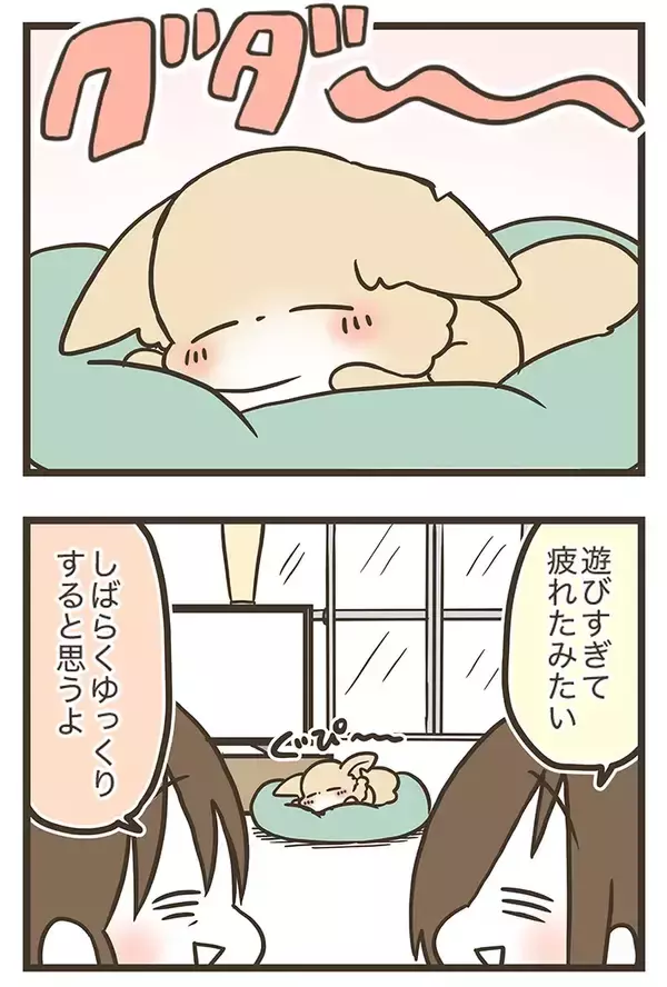 「愛犬のために人工芝を敷いたのに…　予想外のそっけない態度に癒される」の画像