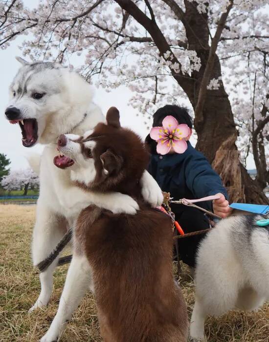 飼い主「心が落ち着くよね」　桜の下の愛犬を見ると？「それどころか」「面白すぎ」