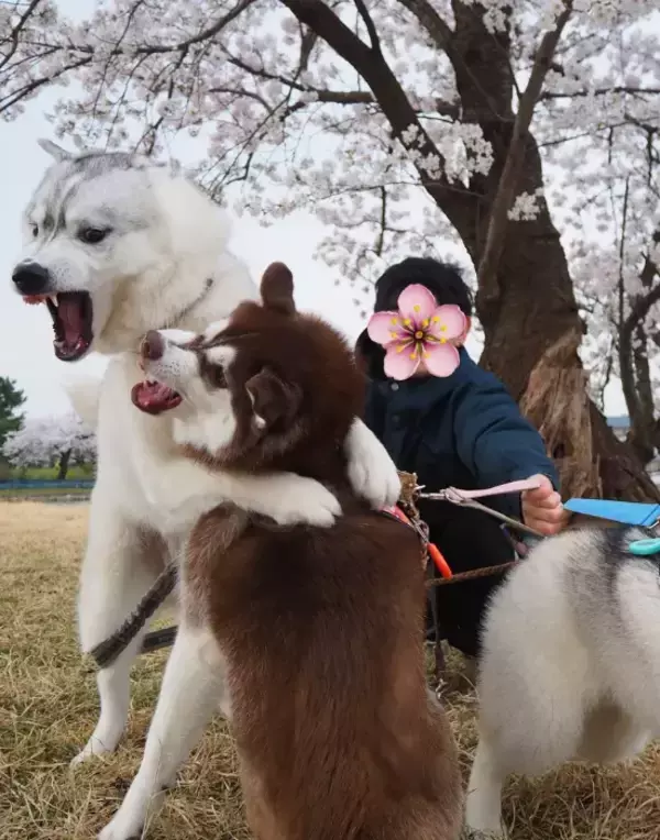 「飼い主「心が落ち着くよね」　桜の下の愛犬を見ると？「それどころか」「面白すぎ」」の画像