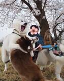 「飼い主「心が落ち着くよね」　桜の下の愛犬を見ると？「それどころか」「面白すぎ」」の画像3