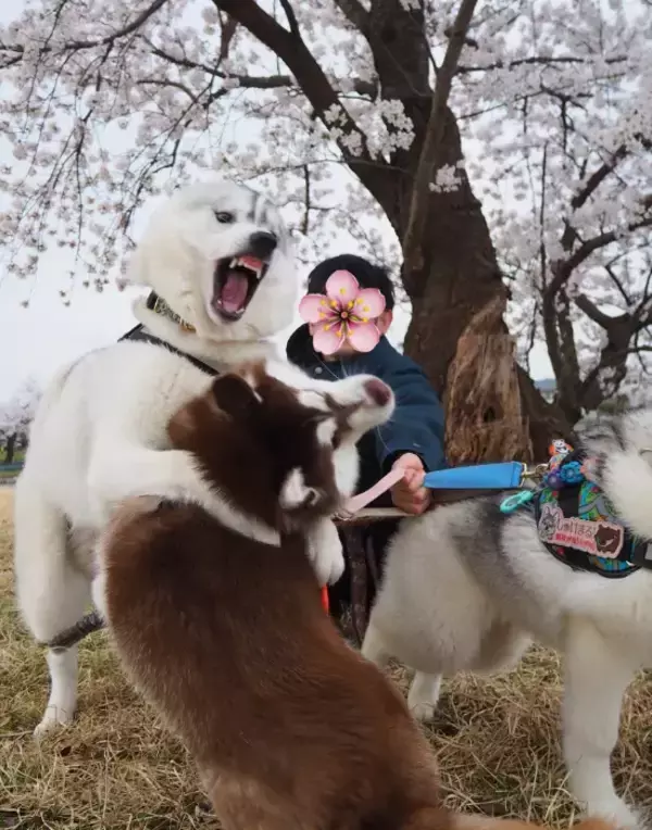 「飼い主「心が落ち着くよね」　桜の下の愛犬を見ると？「それどころか」「面白すぎ」」の画像