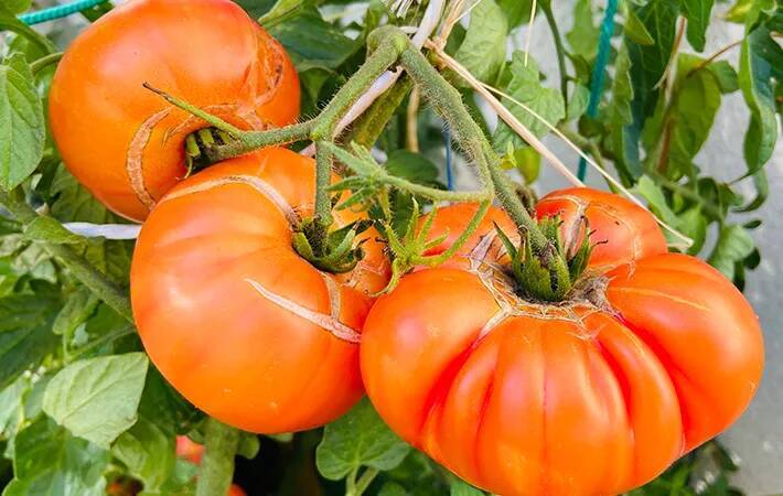 「トマトのヘタ部分にヒビが入ってる…」　食べられるのか、『JAひだ』に聞いた