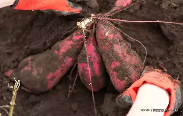 「自宅でサツマイモ掘り体験！？　ファミマの斬新なスイーツを食べると…「懐かしい」」の画像