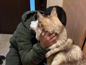 シベリアンハスキーの親子、性格が真逆で…？　飼い主のお見送り方法に「面白すぎる」