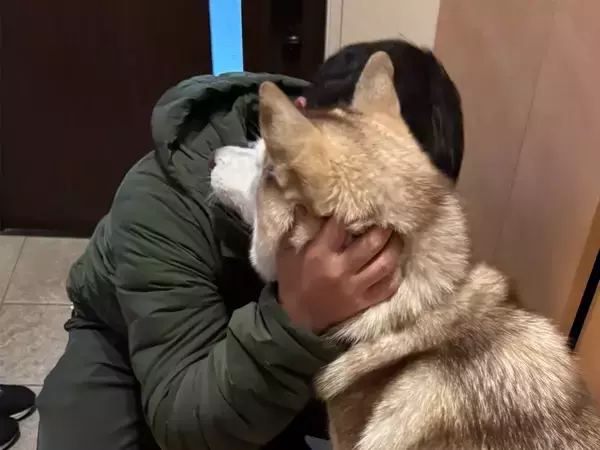 シベリアンハスキーの親子、性格が真逆で…？　飼い主のお見送り方法に「面白すぎる」