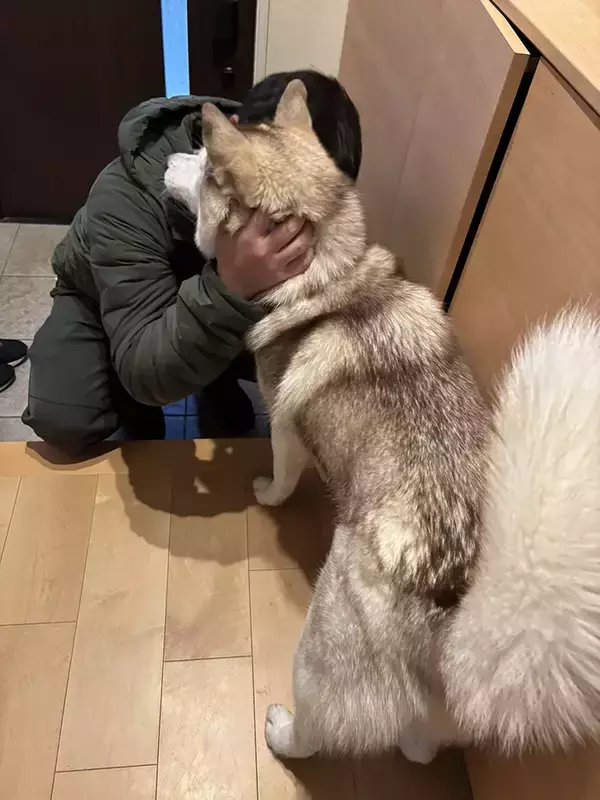 「シベリアンハスキーの親子、性格が真逆で…？　飼い主のお見送り方法に「面白すぎる」」の画像