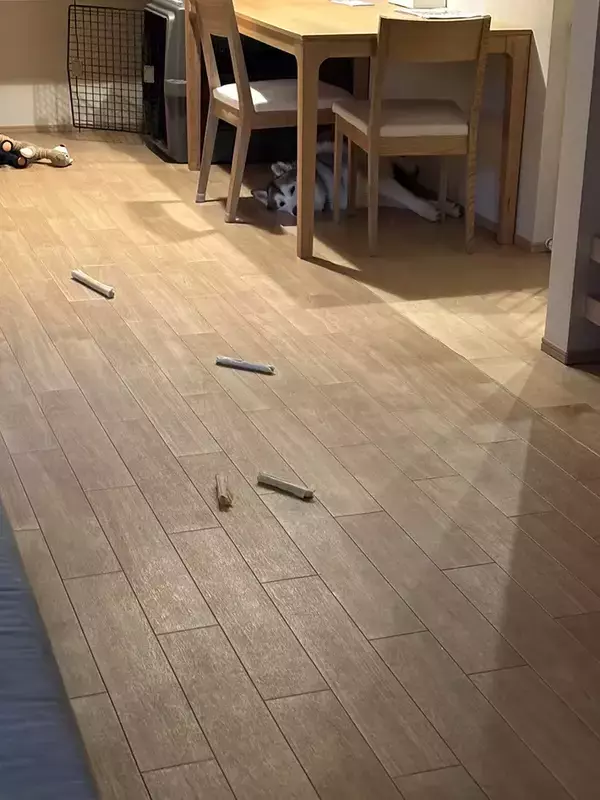 「シベリアンハスキーの親子、性格が真逆で…？　飼い主のお見送り方法に「面白すぎる」」の画像