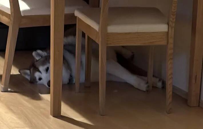 シベリアンハスキーの親子、性格が真逆で…？　飼い主のお見送り方法に「面白すぎる」