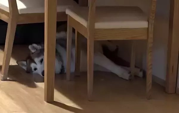 「シベリアンハスキーの親子、性格が真逆で…？　飼い主のお見送り方法に「面白すぎる」」の画像