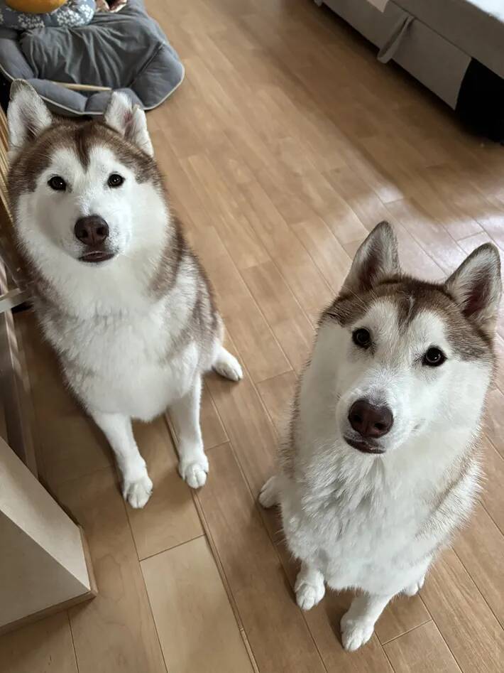 シベリアンハスキーの親子、性格が真逆で…？　飼い主のお見送り方法に「面白すぎる」
