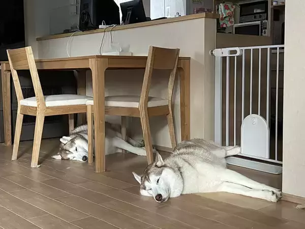 「シベリアンハスキーの親子、性格が真逆で…？　飼い主のお見送り方法に「面白すぎる」」の画像