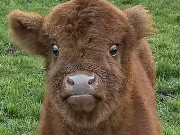 「見れば見るほど好きになる」　牛の赤ちゃんの表情に「ずっと見てられる」「尊いしかない」