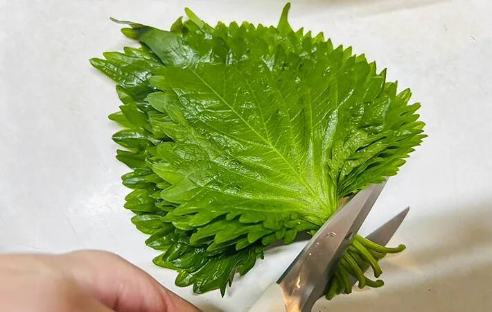 余った大葉、もう黒ずませない！香りまで良くなる元調理師の『切り方＆保存テク』