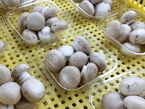 マッシュルームは『さっと洗う』が正解　生産者が教える正しい保存法
