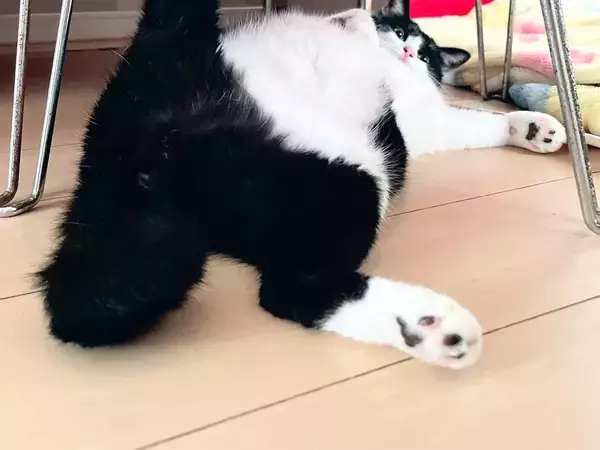 「NARUTOで出てきそうなキック」「力持ちすぎるだろ！」　テーブルの下の猫、後ろ脚を見ると…