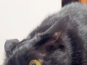 信じてください、本当に同じ猫です　2枚の写真に「ウソだろ…」「我が家も完全にこれ」
