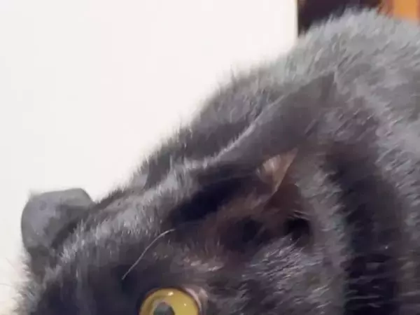 信じてください、本当に同じ猫です　2枚の写真に「ウソだろ…」「我が家も完全にこれ」