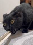 「信じてください、本当に同じ猫です　2枚の写真に「ウソだろ…」「我が家も完全にこれ」」の画像2