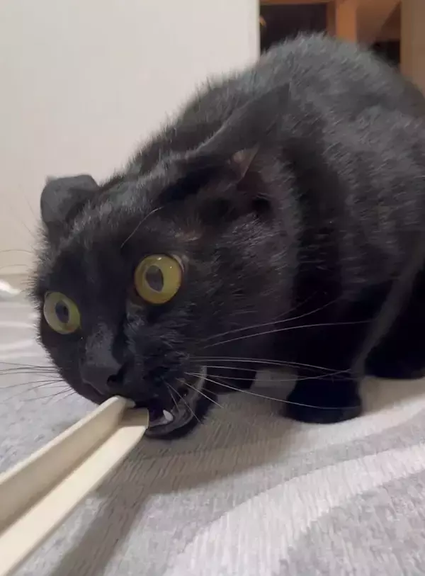 「信じてください、本当に同じ猫です　2枚の写真に「ウソだろ…」「我が家も完全にこれ」」の画像