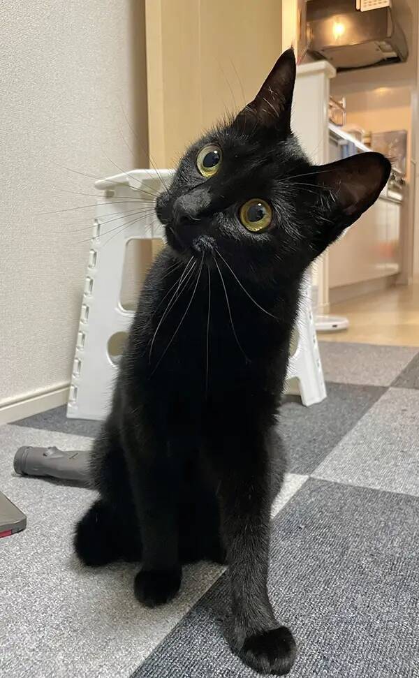 信じてください、本当に同じ猫です　2枚の写真に「ウソだろ…」「我が家も完全にこれ」