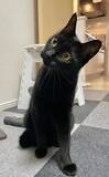 「信じてください、本当に同じ猫です　2枚の写真に「ウソだろ…」「我が家も完全にこれ」」の画像3