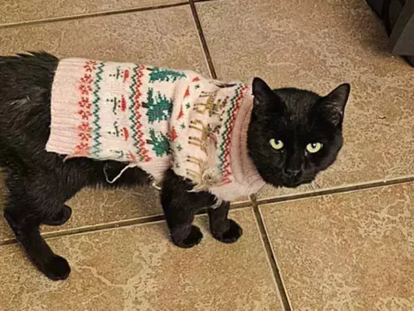 「服が嫌いな猫　ある日、セーターを着て帰ってきて？「爆笑した」「猫あるある」」の画像