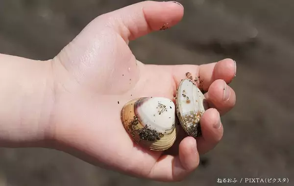 「「中毒症状を引き起こすことが…」　農林水産省が『貝毒』について注意を呼びかけ」の画像