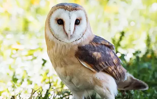 「「フワフワのメンフクロウだ！」「かわいすぎて悶絶」　泥遊びをした後の子犬の『顔』が？」の画像