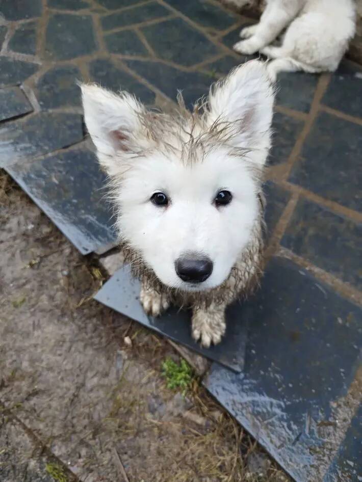 「フワフワのメンフクロウだ！」「かわいすぎて悶絶」　泥遊びをした後の子犬の『顔』が？