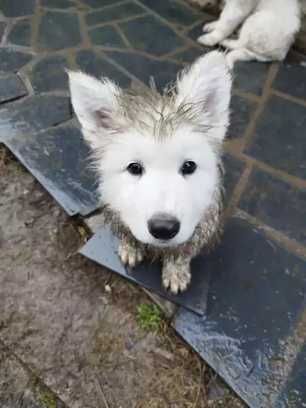 「「フワフワのメンフクロウだ！」「かわいすぎて悶絶」　泥遊びをした後の子犬の『顔』が？」の画像
