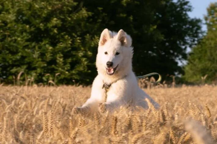 「フワフワのメンフクロウだ！」「かわいすぎて悶絶」　泥遊びをした後の子犬の『顔』が？