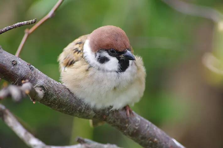 『防寒対策』をとるスズメ　写真家が『生き抜く知恵』を感じる1枚が…