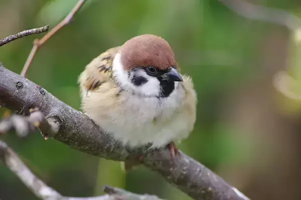 「『防寒対策』をとるスズメ　写真家が『生き抜く知恵』を感じる1枚が…」の画像