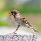 「『防寒対策』をとるスズメ　写真家が『生き抜く知恵』を感じる1枚が…」の画像3