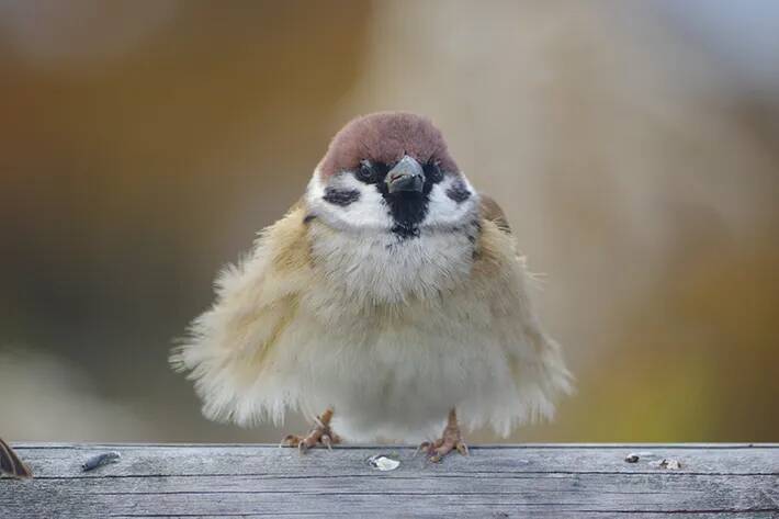 『防寒対策』をとるスズメ　写真家が『生き抜く知恵』を感じる1枚が…