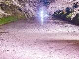 「堀を埋め尽くす『ピンクの絨毯』　絶景に「本当にすごすぎ」「絶対に行く！」」の画像1