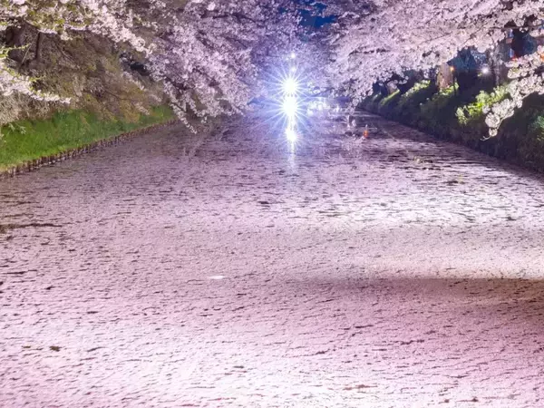 堀を埋め尽くす『ピンクの絨毯』　絶景に「本当にすごすぎ」「絶対に行く！」
