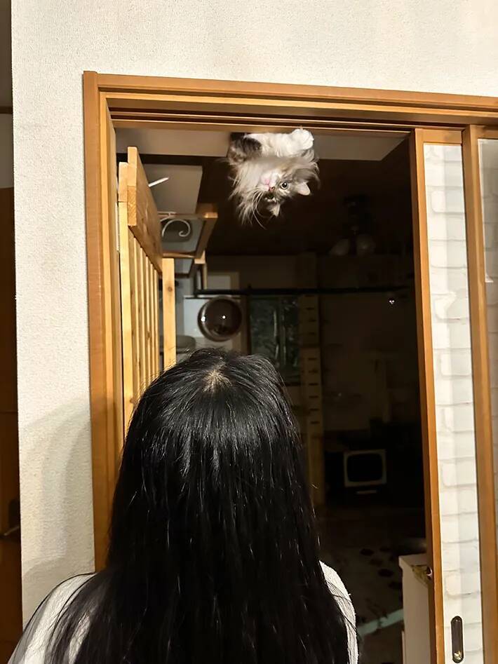 男性「悲鳴を上げた原因です」　猫の姿勢に「腰抜かす」「これは驚く」