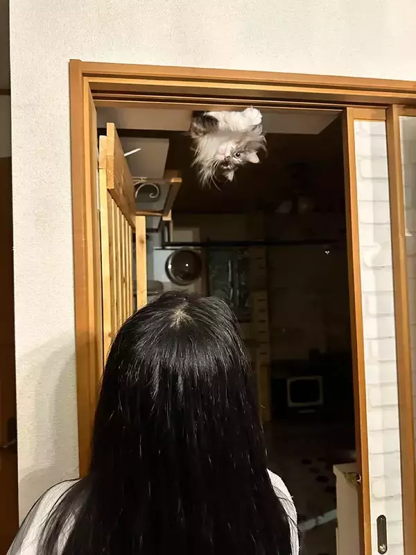 「男性「悲鳴を上げた原因です」　猫の姿勢に「腰抜かす」「これは驚く」」の画像