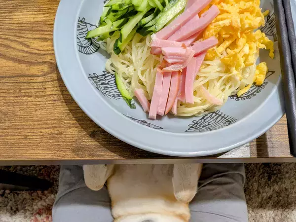 冷やし中華を食べるつもりが…　柴犬、まさかの行動に「なんてかわいさだ！」