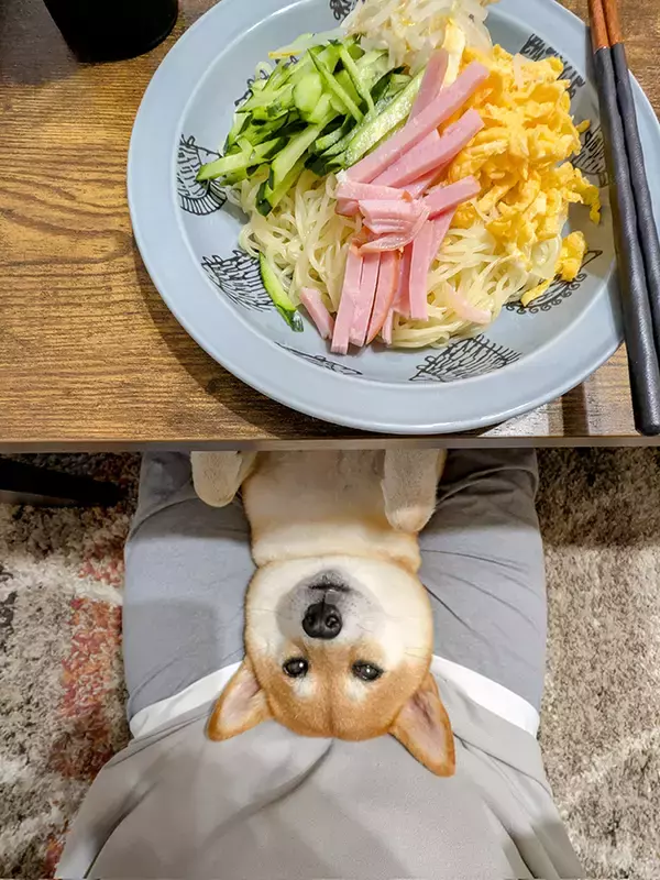 「冷やし中華を食べるつもりが…　柴犬、まさかの行動に「なんてかわいさだ！」」の画像