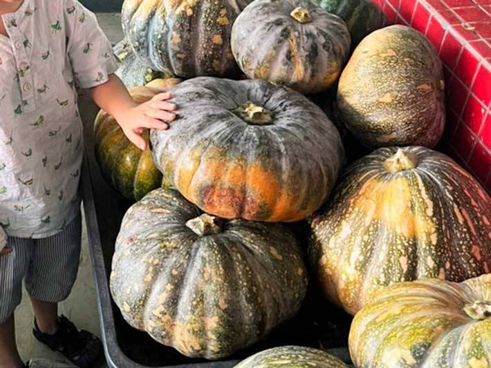 甘くないカボチャ、煮物以外の食べ方は？　「簡単でおいしい」「お弁当に使える」