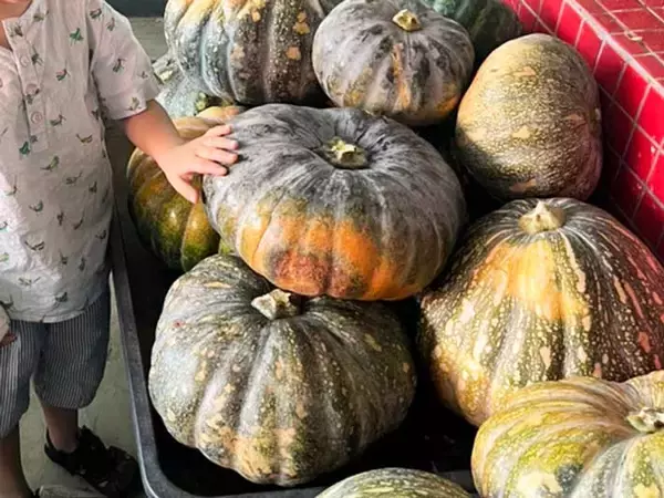 「甘くないカボチャ、煮物以外の食べ方は？　「簡単でおいしい」「お弁当に使える」」の画像