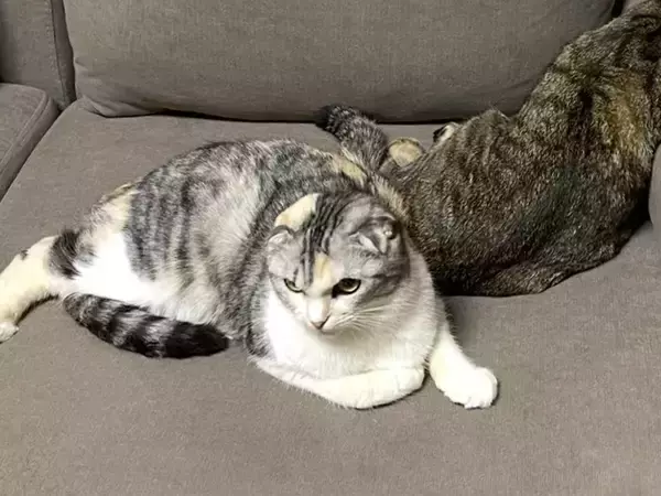 ソファでくつろぐ『後ろの猫』に目をやると？　まさかの寝姿に「二度見した」