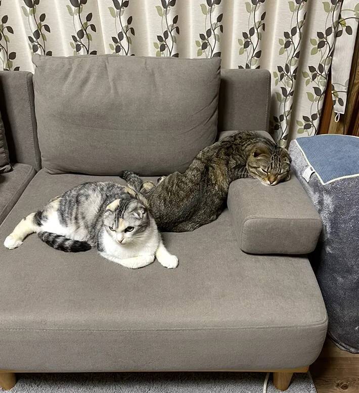 ソファでくつろぐ『後ろの猫』に目をやると？　まさかの寝姿に「二度見した」