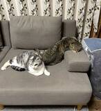 「ソファでくつろぐ『後ろの猫』に目をやると？　まさかの寝姿に「二度見した」」の画像2